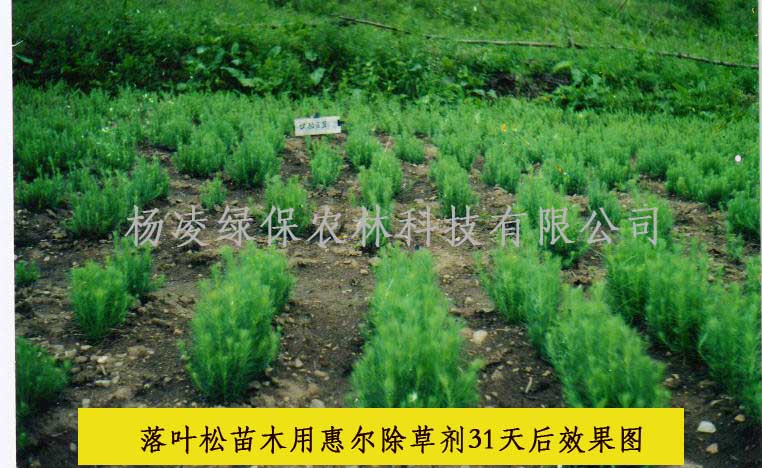 �����s�ݷ��ι���